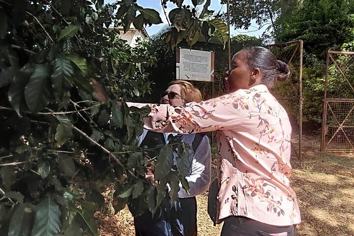 Coffee Farm Tour from Nairobi — Plantation Walk, Processing Mill & Tasting photo 2