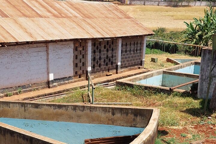 Coffee Farm Tour from Nairobi — Plantation Walk, Processing Mill & Tasting photo 4