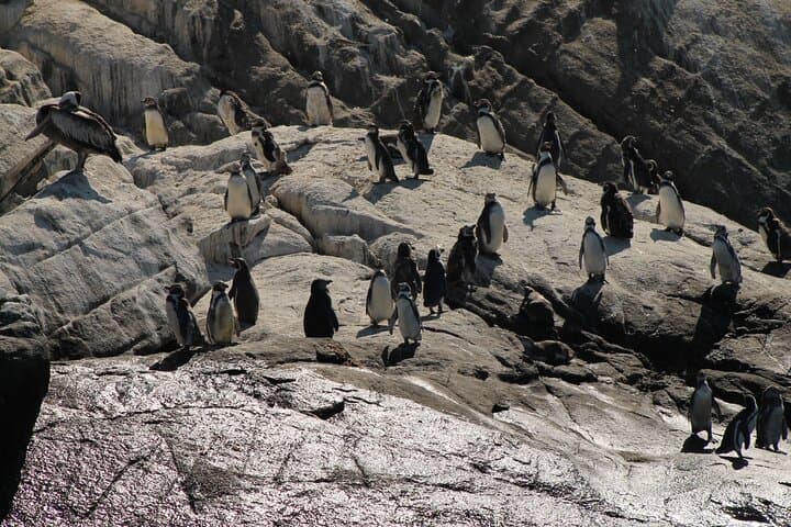 Private Nautical Tour to Penguin Island from Zapallar — Isla de los Pingüinos photo 2