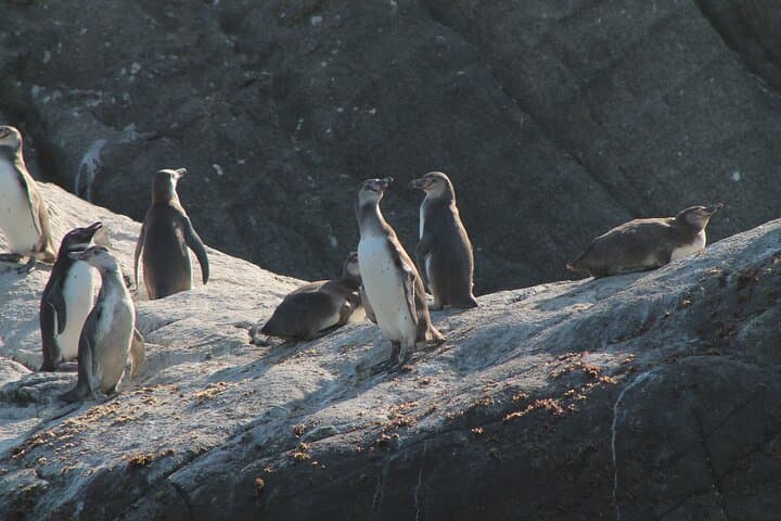 Private Nautical Tour to Penguin Island from Zapallar — Isla de los Pingüinos photo 1