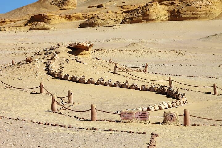 Full-Day Wadi El Rayan & Wadi El Hiten Tour from Cairo — Waterfalls, Fossils & Sandboarding photo 4