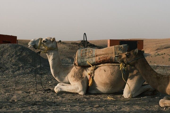 Sunset Agafay Desert Dinner, Camel Ride & Pool Experience near Marrakech photo 5