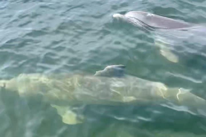 Cocoa Beach Dolphin & Manatee Kayak and SUP Adventure: Paddle the Banana River photo 6