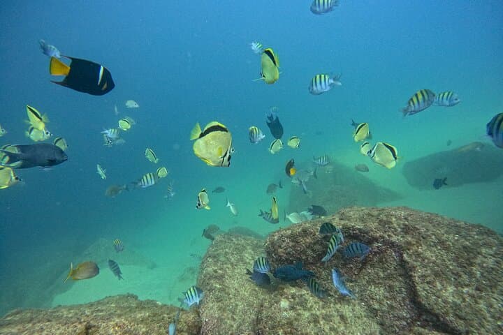 Learn to Dive in Los Cabos: SSI Open Water Course at Pelican Rock & North Wall photo 4