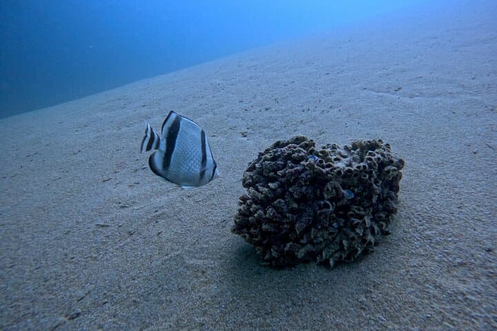 Learn to Dive in Los Cabos: SSI Open Water Course at Pelican Rock & North Wall photo 6