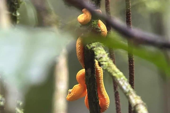Arenal Full Day Tour: Volcano Hike, Hanging Bridges & La Fortuna Waterfall photo 4