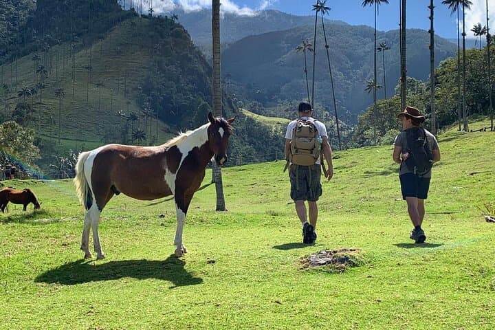 Half-Day Cocora Serenity: Hike the Wax Palm Valley from Salento