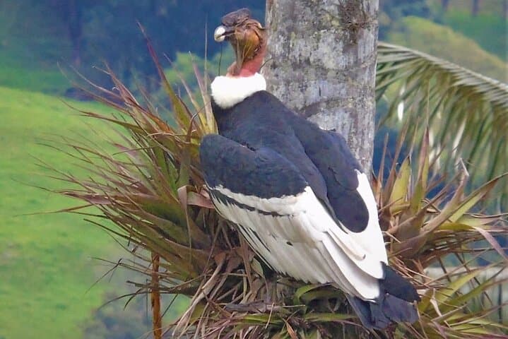 Half-Day Cocora Serenity: Hike the Wax Palm Valley from Salento photo 3