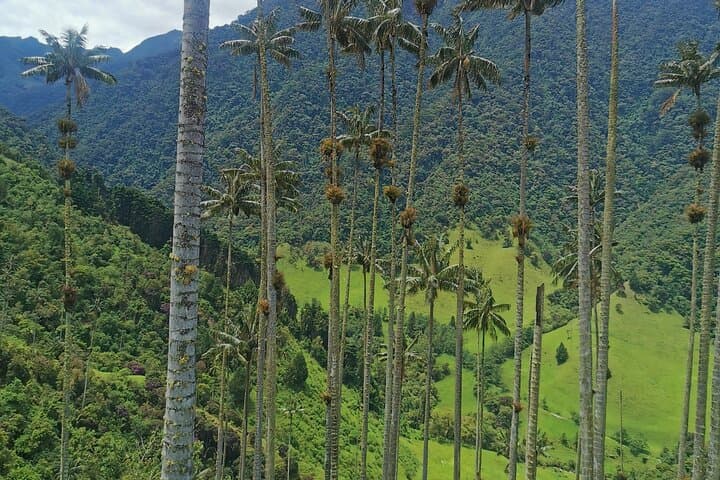 Half-Day Cocora Serenity: Hike the Wax Palm Valley from Salento photo 5