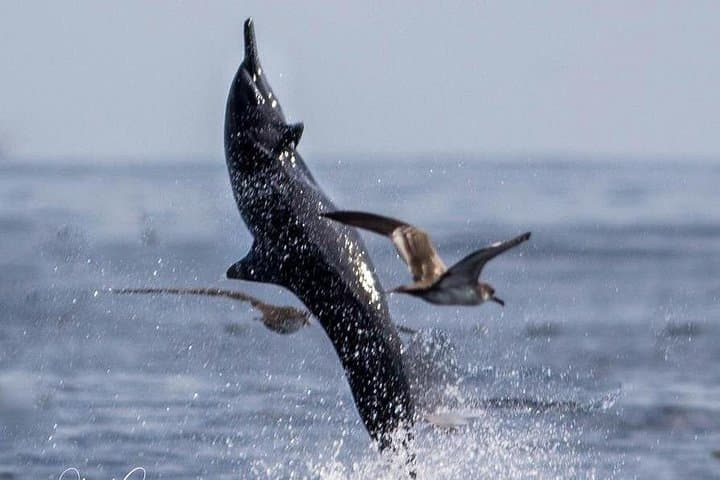 Puntarenas Whale & Dolphin Watching — Curú and Paquera Marine Area Tour photo 1