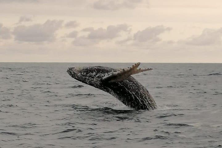 Puntarenas Whale & Dolphin Watching — Curú and Paquera Marine Area Tour photo 2