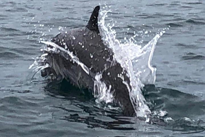 Puntarenas Whale & Dolphin Watching — Curú and Paquera Marine Area Tour photo 4