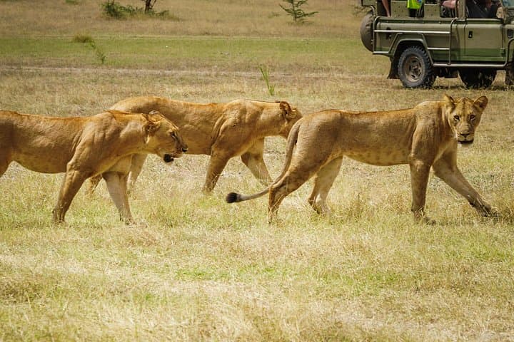 Sunrise-to-Sunset Selous Day Safari with Professional Photographer photo 2