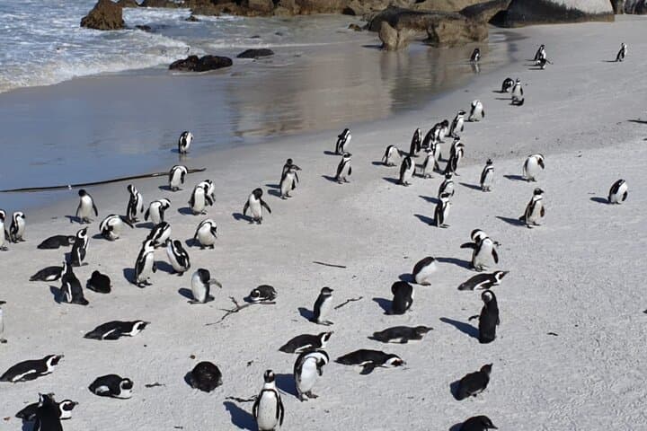 Penguin Watching & Beach Day at Boulder's Beach — Half-Day from Cape Town photo 5