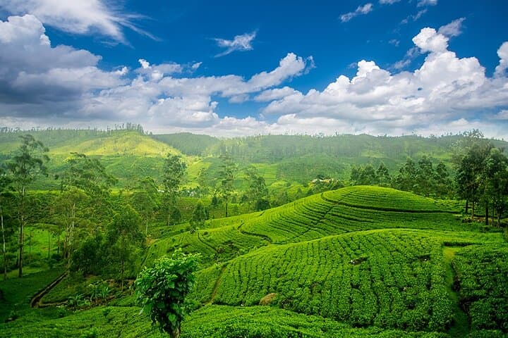 Sri Lanka 7-Day Cultural & Wildlife Loop: Sigiriya, Kandy, Ella and Yala photo 2