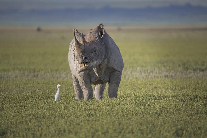Ngorongoro Crater Day Trip: A One-Day Safari Into the World’s Largest Intact Caldera photo 2