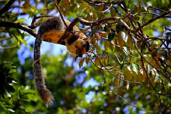 Central Sri Lanka 3-Day Cultural & Wildlife Circuit from Colombo photo 2