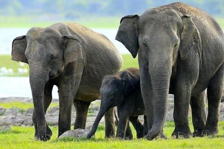Central Sri Lanka 3-Day Cultural & Wildlife Circuit from Colombo photo 4