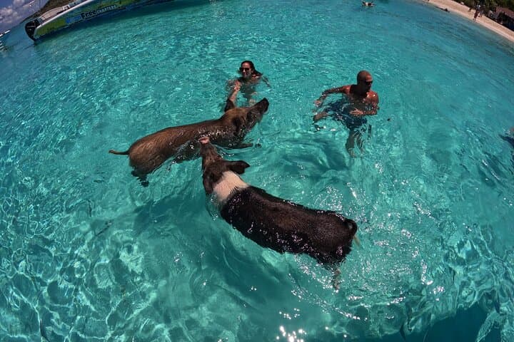 Exuma Island-Hopping Day Tour: Swim with the Pigs, Snorkel, and See Nurse Sharks photo 5