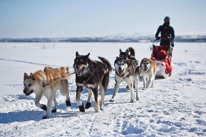 Explore Yellowstone’s Winter Wonderland: A 6-Day Guided Adventure photo 2