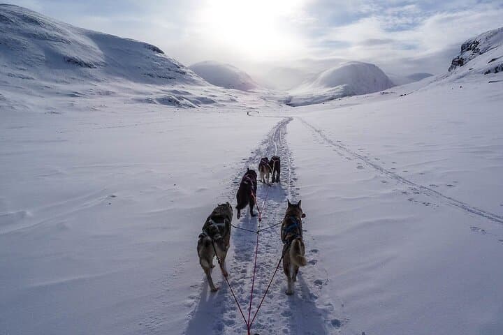 Explore Yellowstone’s Winter Wonderland: A 6-Day Guided Adventure photo 3