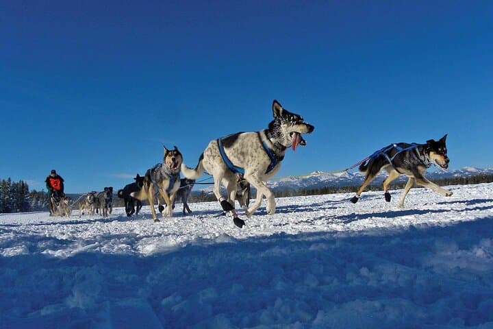 Explore Yellowstone’s Winter Wonderland: A 6-Day Guided Adventure photo 4