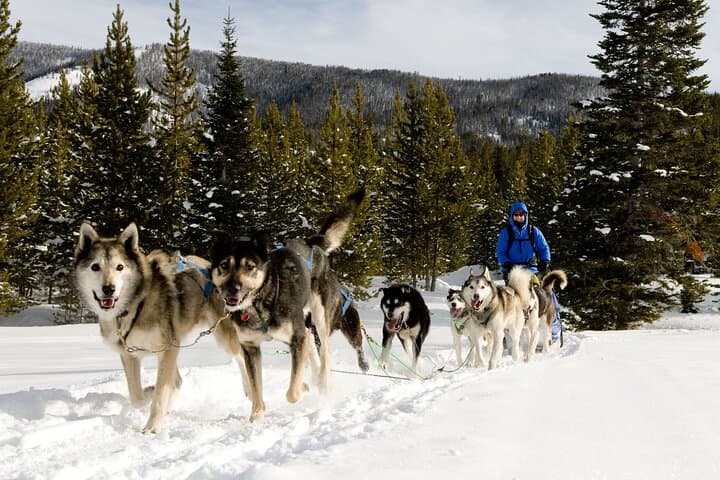Explore Yellowstone’s Winter Wonderland: A 6-Day Guided Adventure photo 5