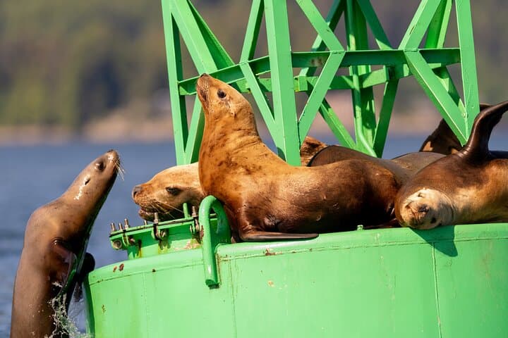 Sitka Whale Watching: Best Small-Boat Wildlife Excursion in Sitka Sound photo 2
