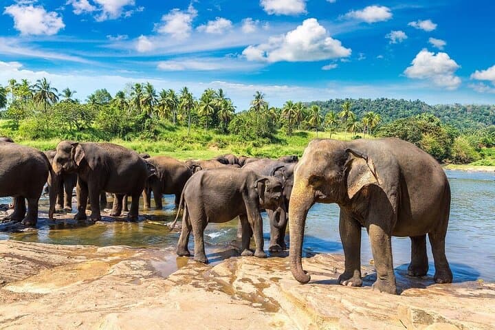 6-Day Guided Discovery Tour in Sri Lanka: Sigiriya, Kandy & Colombo Highlights photo 6