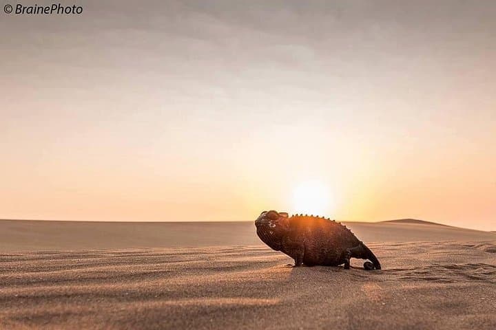 Living Desert Eco Dune Tour — Half-Day Namib Dune Experience from Swakopmund photo 3