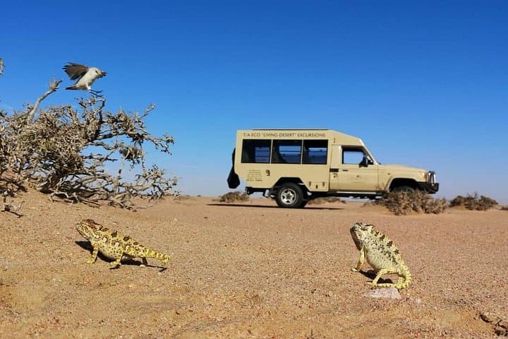 Living Desert Eco Dune Tour — Half-Day Namib Dune Experience from Swakopmund photo 4