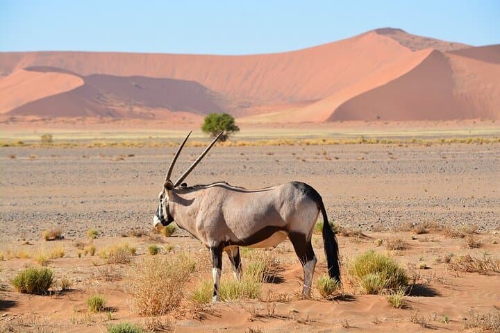 2-Day Sossusvlei and Sandwich Harbor Tour from Swakopmund — Dunes, Deadvlei & Flamingos photo 2