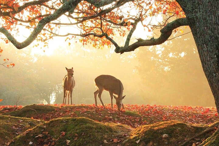 Sacred Morning Walk with Nara Deer on Mount Wakakusa photo 4