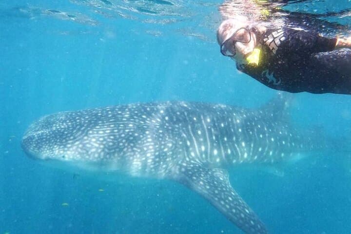 Small-Group Whale Shark Snorkel in La Paz — Eco-Friendly, Photo-Ready Experience photo 2