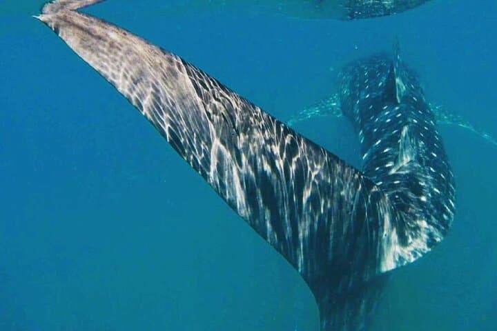 Small-Group Whale Shark Snorkel in La Paz — Eco-Friendly, Photo-Ready Experience photo 3