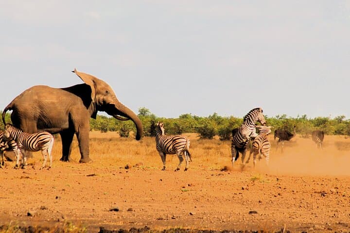 Full-Day Kruger Safari from Hazyview — Big Five in Southern Kruger photo 3