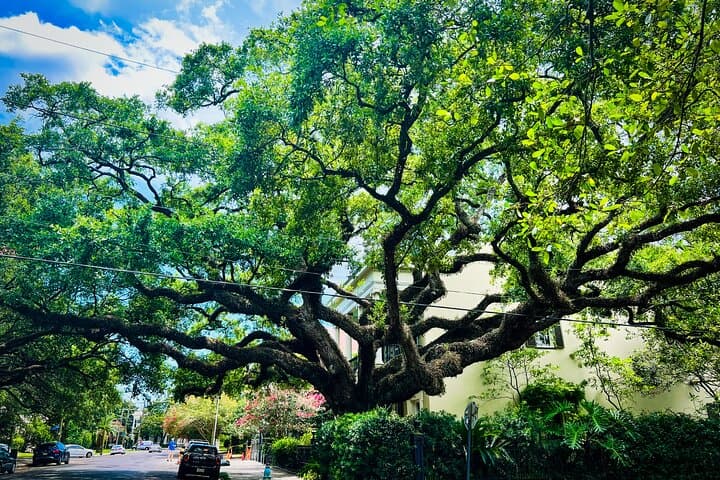 Garden District Walking Tour: Historic Mansions, Lafayette Cemetery & Local Secrets photo 4