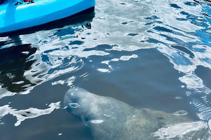 Cocoa Beach Dolphin & Manatee Kayak and SUP Adventure: Paddle the Banana River photo 5