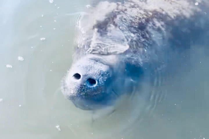 Cocoa Beach Dolphin & Manatee Kayak and SUP Adventure: Paddle the Banana River photo 4