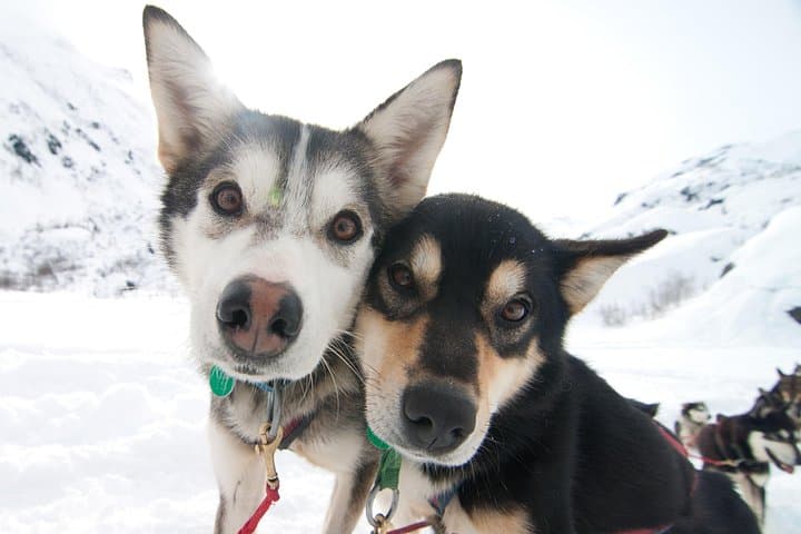 Knik Alaska 1.5-Hour Winter Dog Sledding Adventure Near Wasilla photo 2