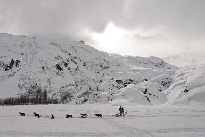 Knik Alaska 1.5-Hour Winter Dog Sledding Adventure Near Wasilla photo 3