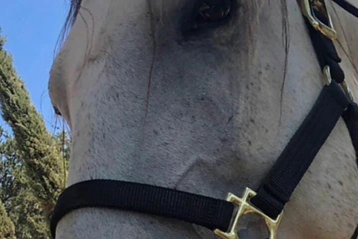 Experience Rustic Equestrian Adventures Near Los Angeles at 29 Oaks Ranch photo 4