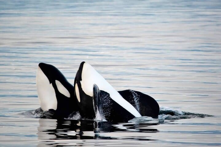 Icy Strait Whale & Wildlife Endeavor: Small-Boat Wildlife Cruise from Hoonah photo 2