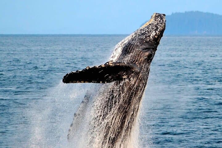 Icy Strait Whale & Wildlife Endeavor: Small-Boat Wildlife Cruise from Hoonah photo 3