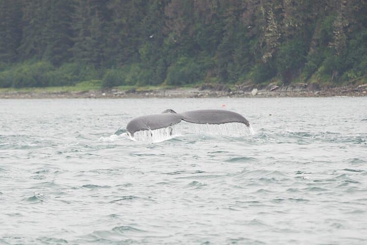 Icy Strait Whale & Wildlife Endeavor: Small-Boat Wildlife Cruise from Hoonah photo 4