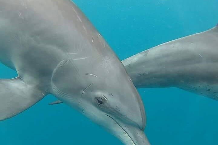 Half-Day Private Dolphins & Snorkeling Tour to Mnemba Island from Muyuni Beach photo 2