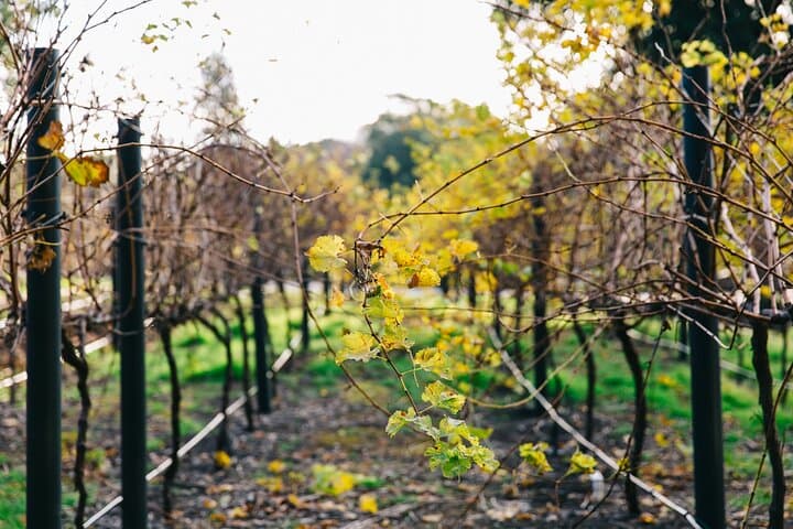 Adelaide Wine Discovery: Guided Tour and Tasting at Australian Wine Story photo 2