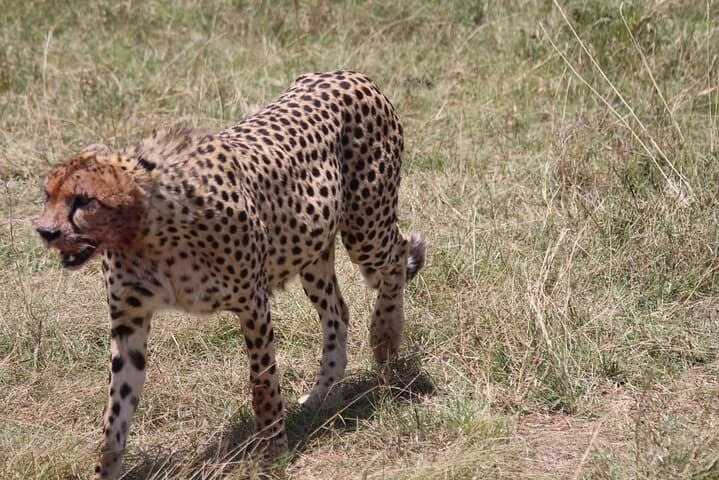 3-Day Private Maasai Mara Safari: Big Five Game Drives & Maasai Village Visit photo 3