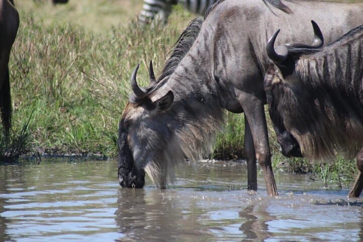 3-Day Private Maasai Mara Safari: Big Five Game Drives & Maasai Village Visit photo 4