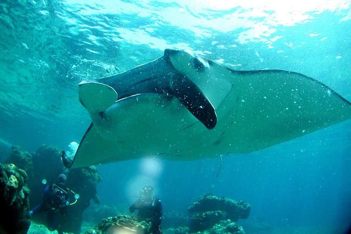 Kerama Islands Day Dive from Naha: Boat Scuba to Zamami & Tokashiki photo 3